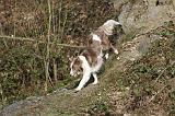 BORDER COLLIE 837